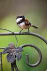 Issaquah, Washington State, USA. Chestnut-backed chickadee perched on a decorative metal trellis Art Print